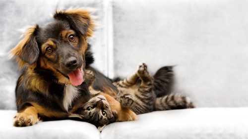 bicarbonate de soude