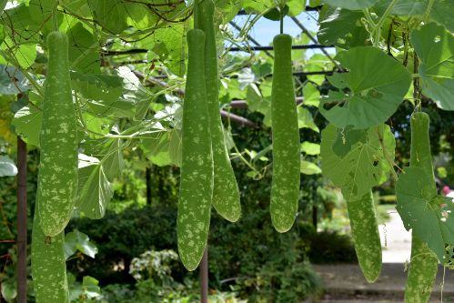 Les loofahs ont un mode de pousse impressionnant.