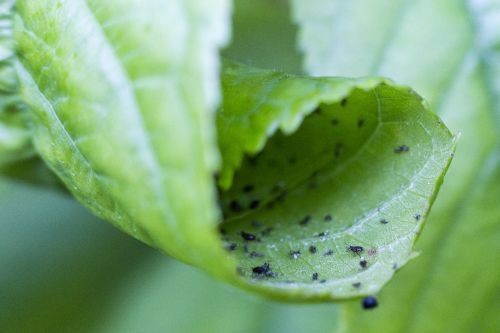 Savon de Marseille contre les insectes