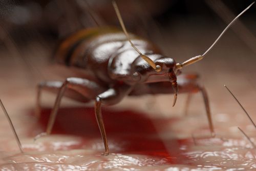Aperçu d’une punaise sur la peau humaine
